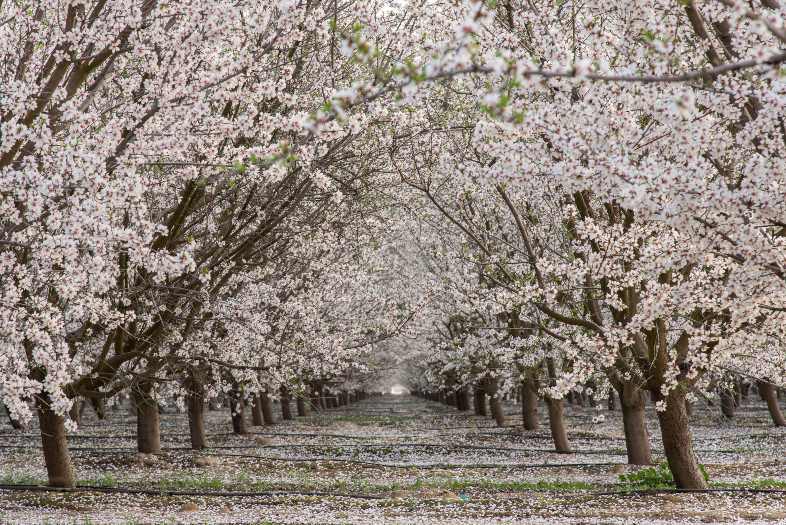 Fresno Blossom Trail In Ten Images - Backpacks & Rugrats