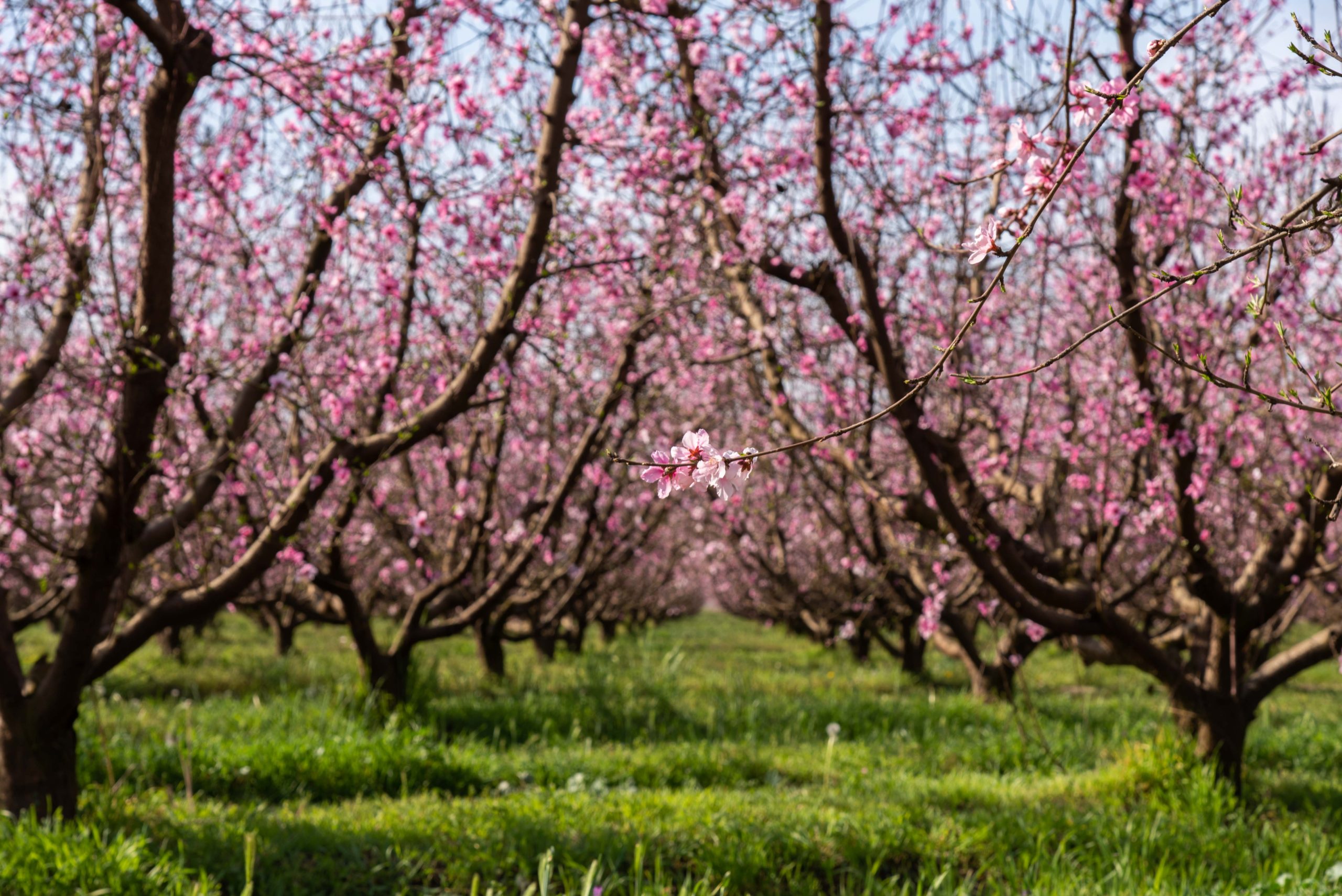 Fresno Blossom Trail In Ten Images - Backpacks & Rugrats